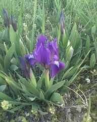 Iris pumila