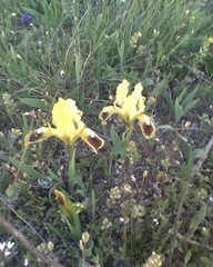 Iris pumila