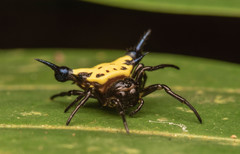Actinacantha globulata