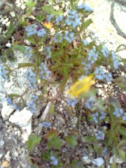 Valerianella