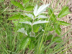 Rubus ludwigii