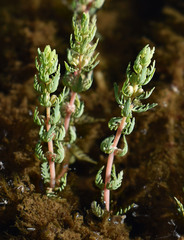 Myriophyllum verrucosum