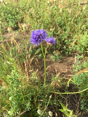 Gilia capitata chamissonis