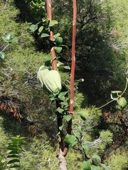 Araujia sericifera
