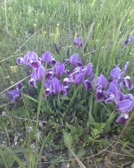Iris pumila