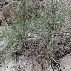 Ephedra distachya