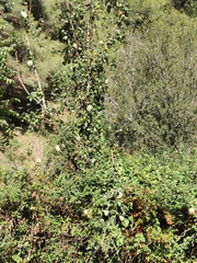 Araujia sericifera