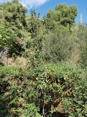 Araujia sericifera