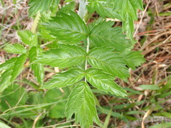 Rubus ludwigii