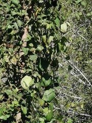 Araujia sericifera
