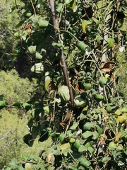 Araujia sericifera