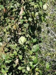 Araujia sericifera