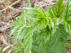 Rubus ludwigii