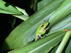 Zhangixalus prasinatus