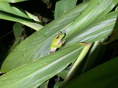 Zhangixalus prasinatus
