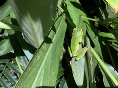 Zhangixalus prasinatus