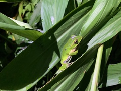 Zhangixalus prasinatus