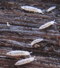 Heteraphorura subtenuis