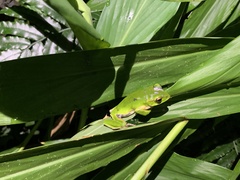Zhangixalus prasinatus