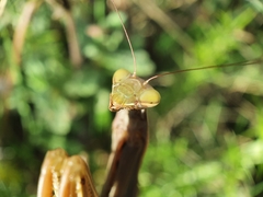 Mantis religiosa religiosa