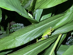 Zhangixalus prasinatus