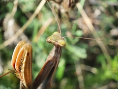 Mantis religiosa religiosa