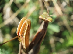 Mantis religiosa religiosa