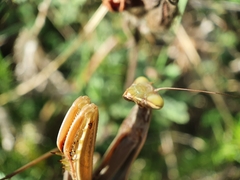 Mantis religiosa religiosa