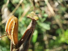 Mantis religiosa religiosa