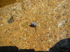 Echinolittorina interrupta