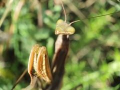 Mantis religiosa religiosa