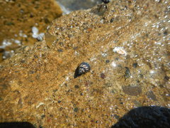 Echinolittorina interrupta