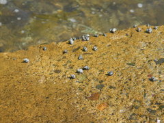 Echinolittorina interrupta