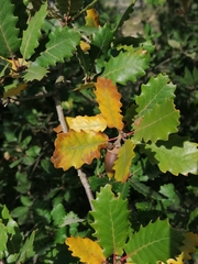 Quercus × cerrioides