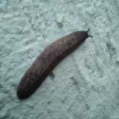 Sarasinula linguaeformis