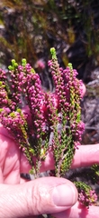 Erica curtophylla