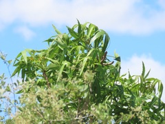Cussonia natalensis