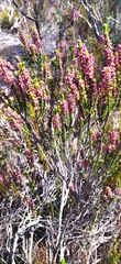 Erica curtophylla