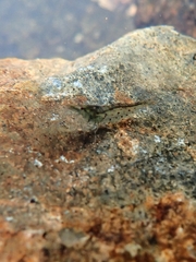 Caridina cantonensis
