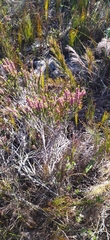 Erica curtophylla