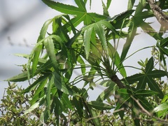 Cussonia natalensis
