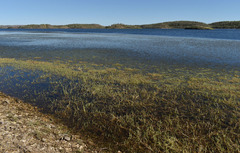 Myriophyllum verrucosum