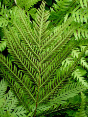 Pteris dentata