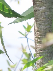 Cussonia natalensis