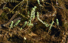 Myriophyllum verrucosum