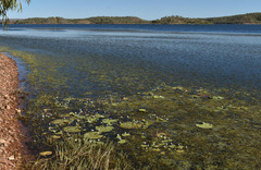 Myriophyllum verrucosum