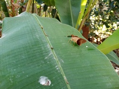 Calpodes longirostris