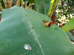 Calpodes longirostris