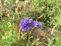Gilia capitata chamissonis