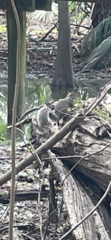 Sciurus carolinensis